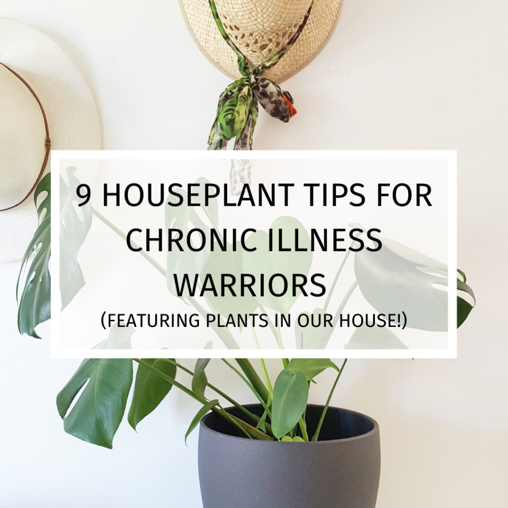 They say it's not easy being green, but house plants can be a great way to bring a little green into your life. You may think you don't have the energy to look afer them, or you have too many allergies to tolerate them, but our tips and tricks are here to help with everything from watering to feeding to pest and dust control!